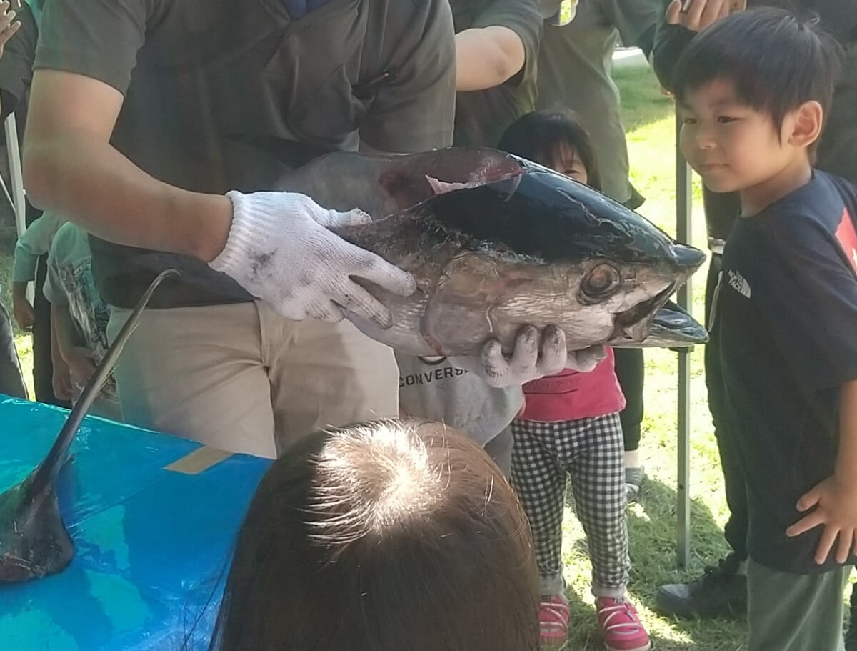 マグロの頭