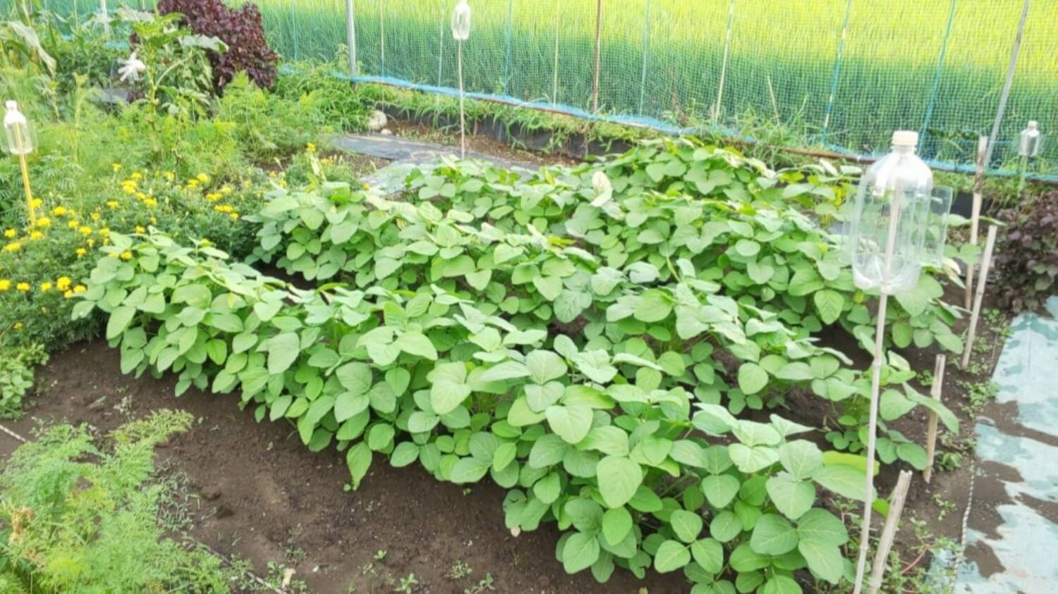 土寄せされた畑の様子
