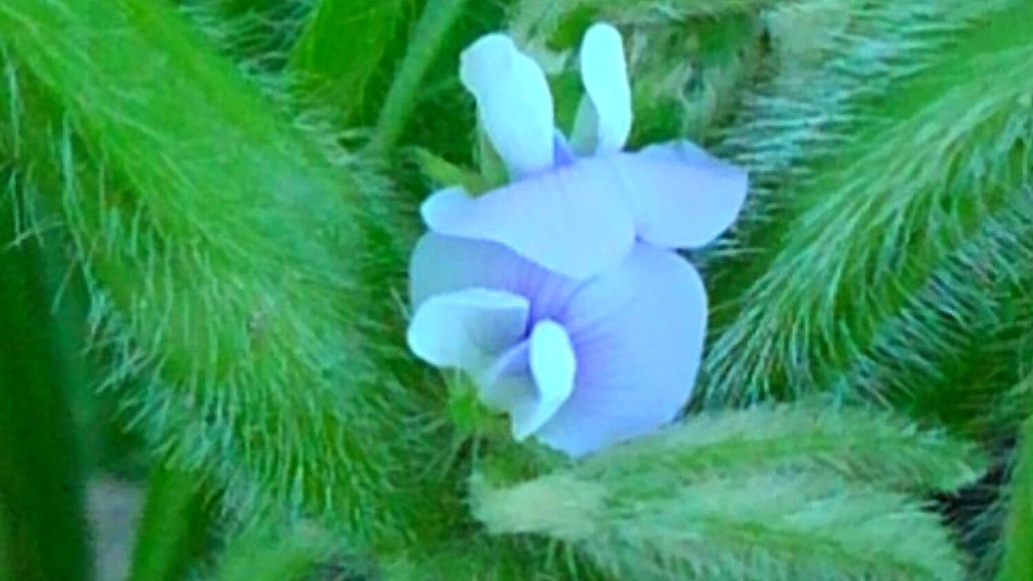 大豆の花
