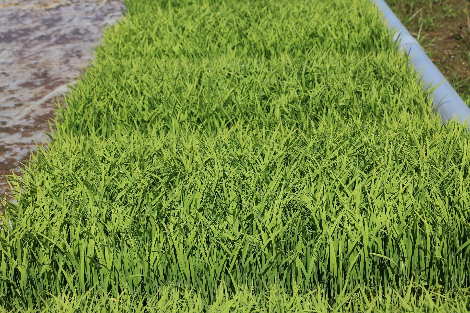 順調に育った苗