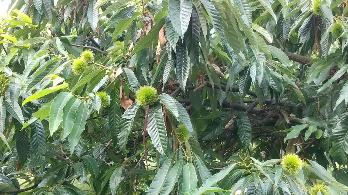 栗畑