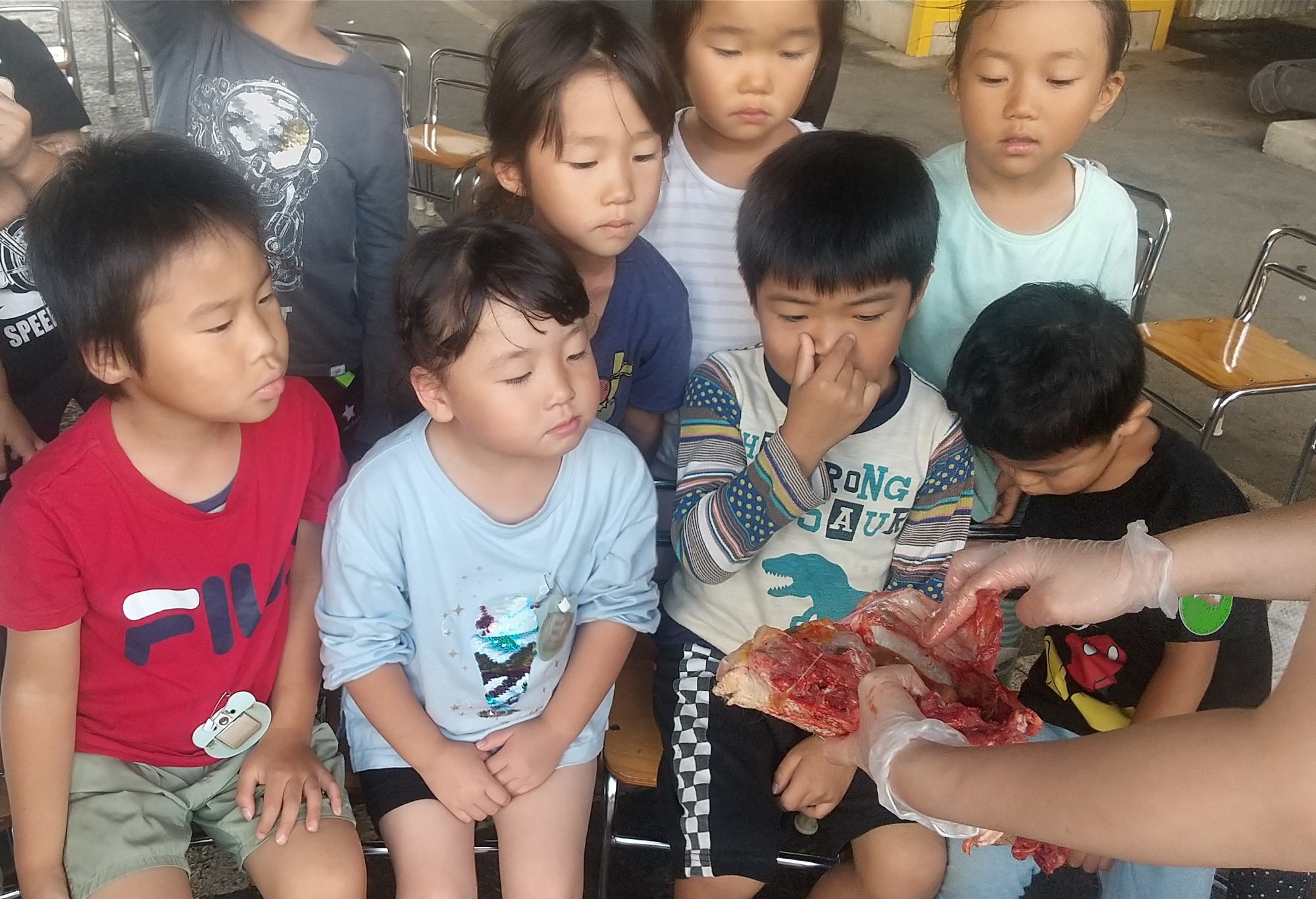 鶏の内臓を観察する子どもたち