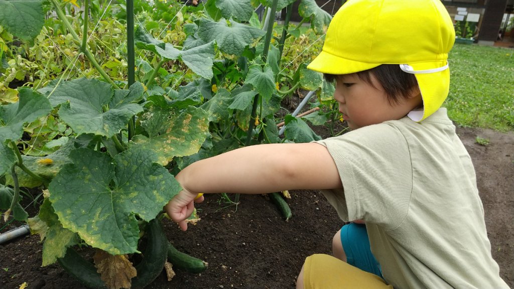 きゅうりを指さす子ども