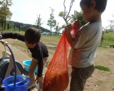 浸種・芽出しを行う子どもたち