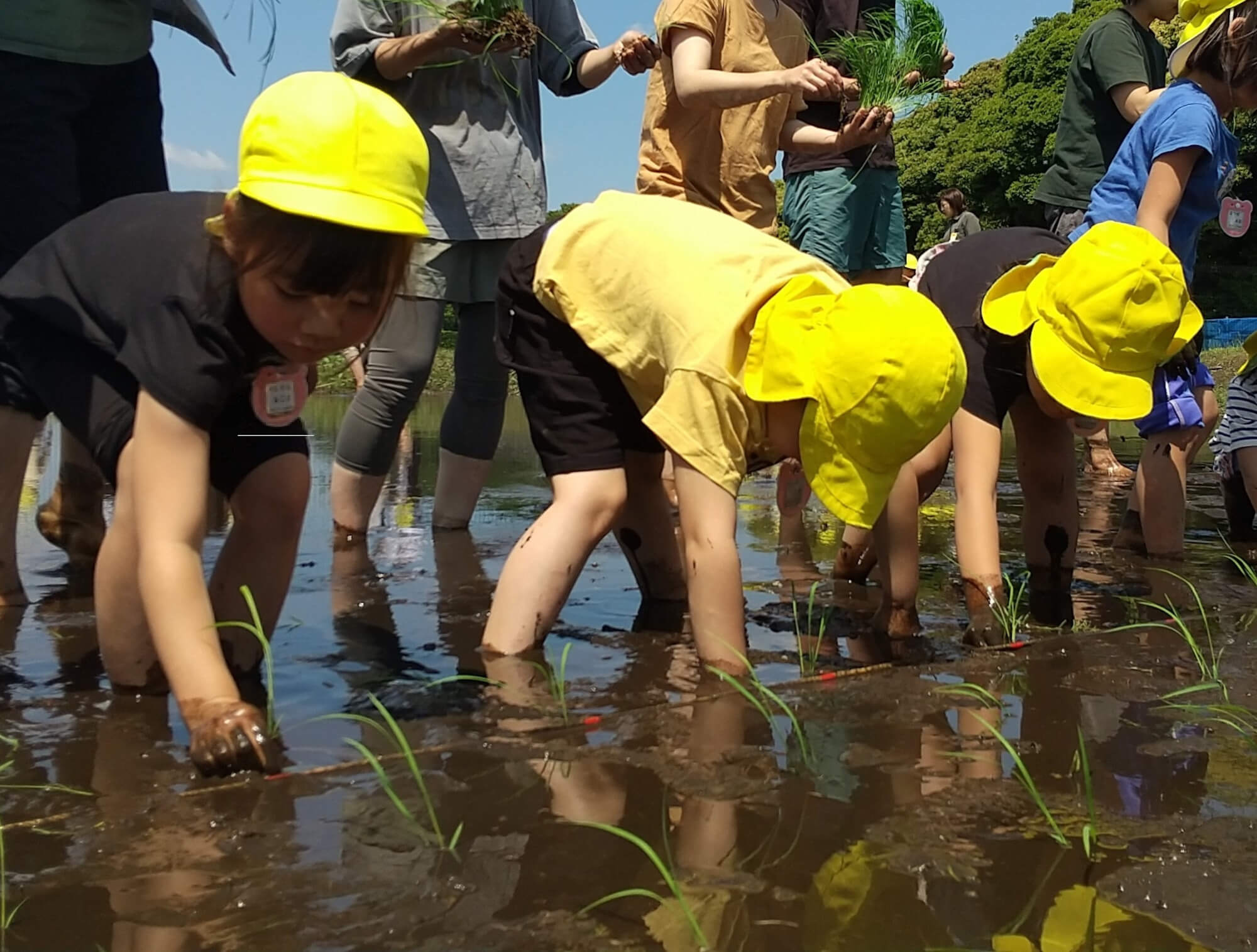 田植えをする子どもたち