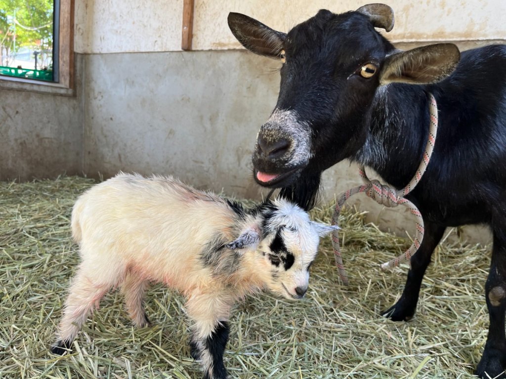生まれた子ヤギ