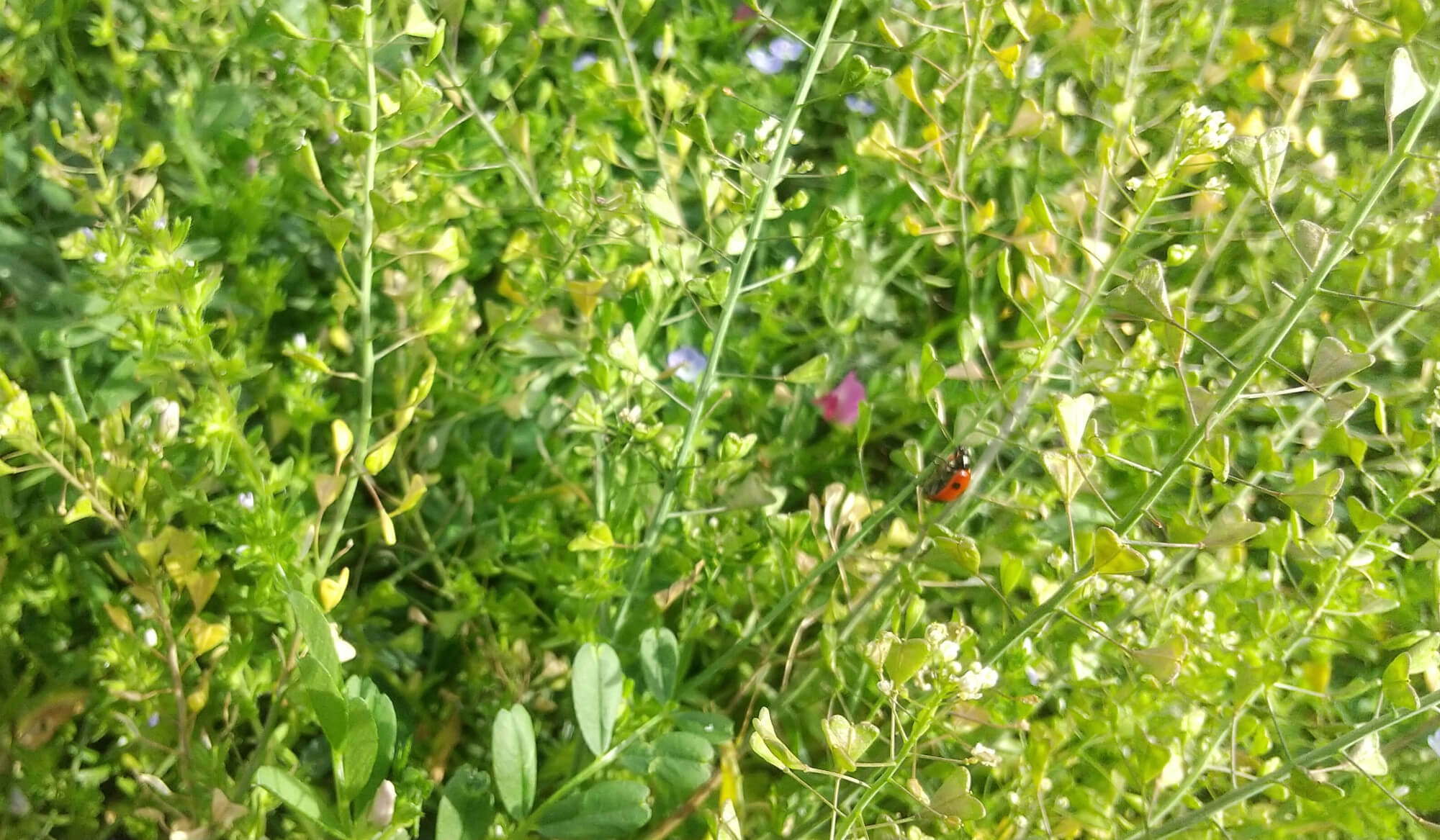 てんとう虫の写真