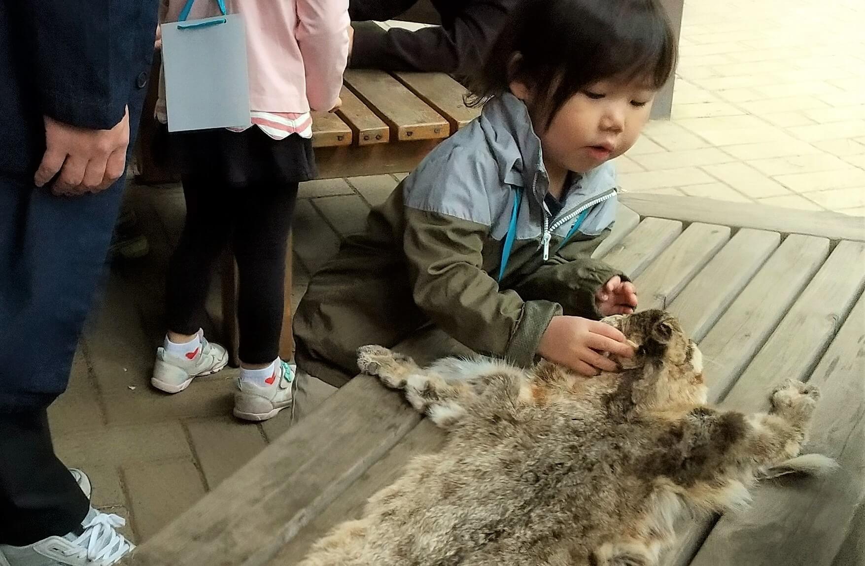 毛皮を触ってみる子ども