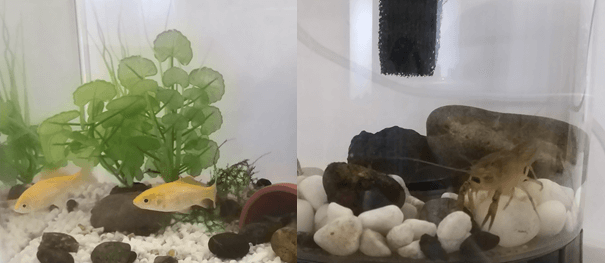 水槽の生き物