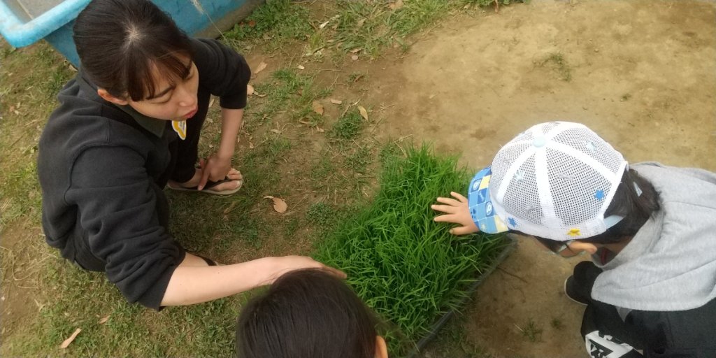 お米の苗をさわる子どもたち