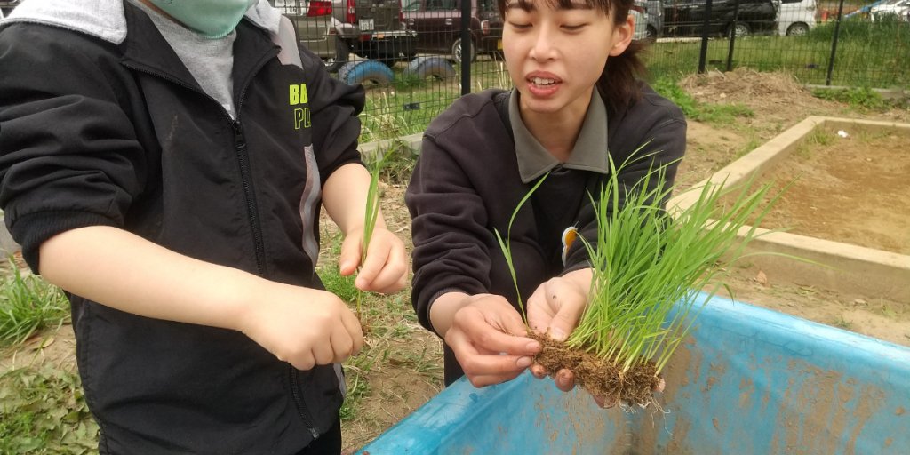 苗を数本に分ける作業