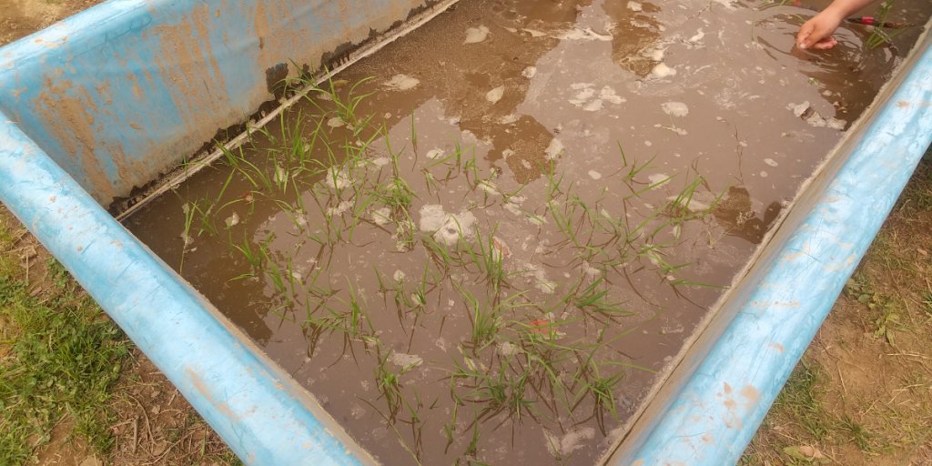 植えられた苗