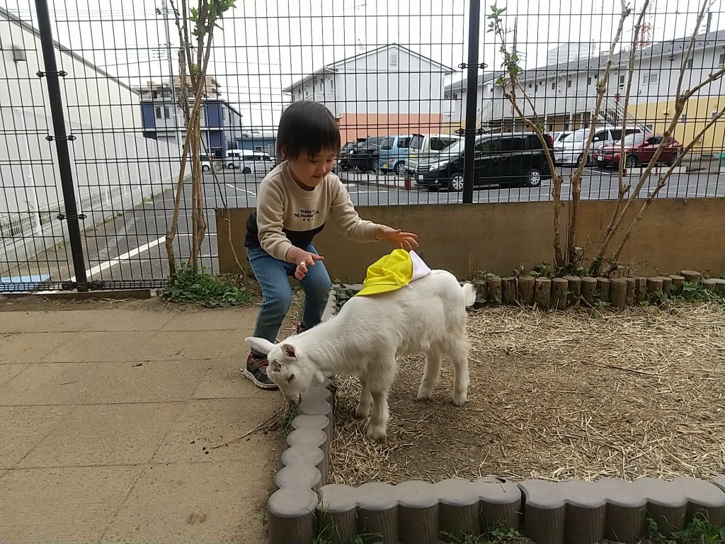 子ヤギに触れる子