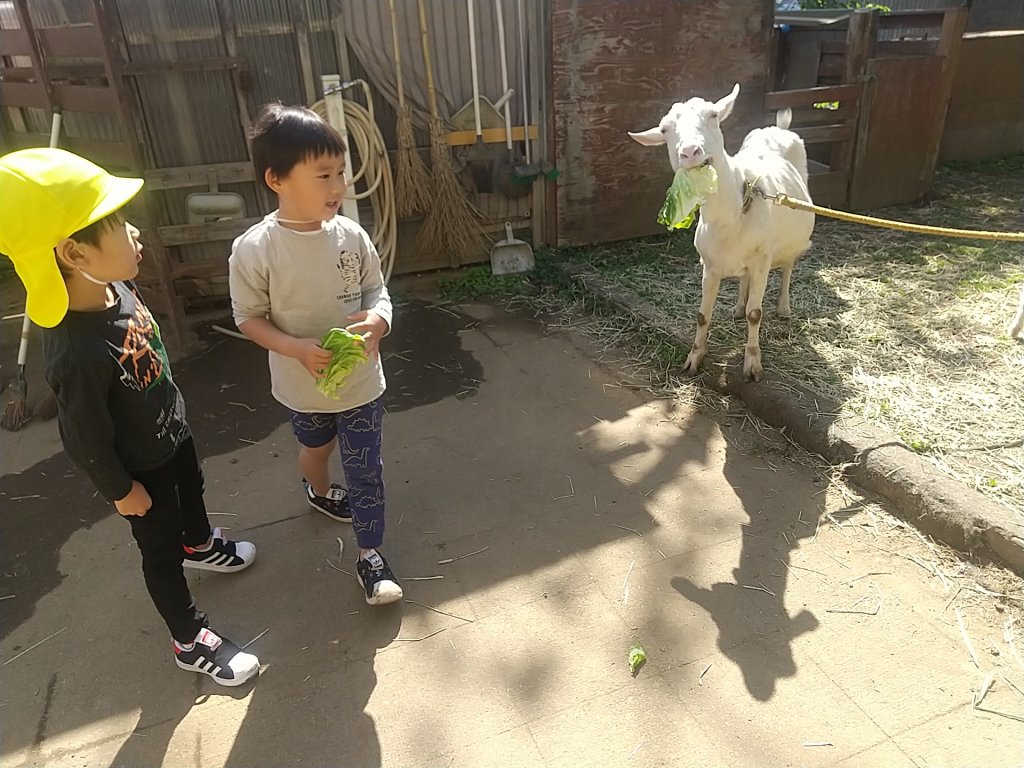 ヤギにキャベツを与える子どもたち