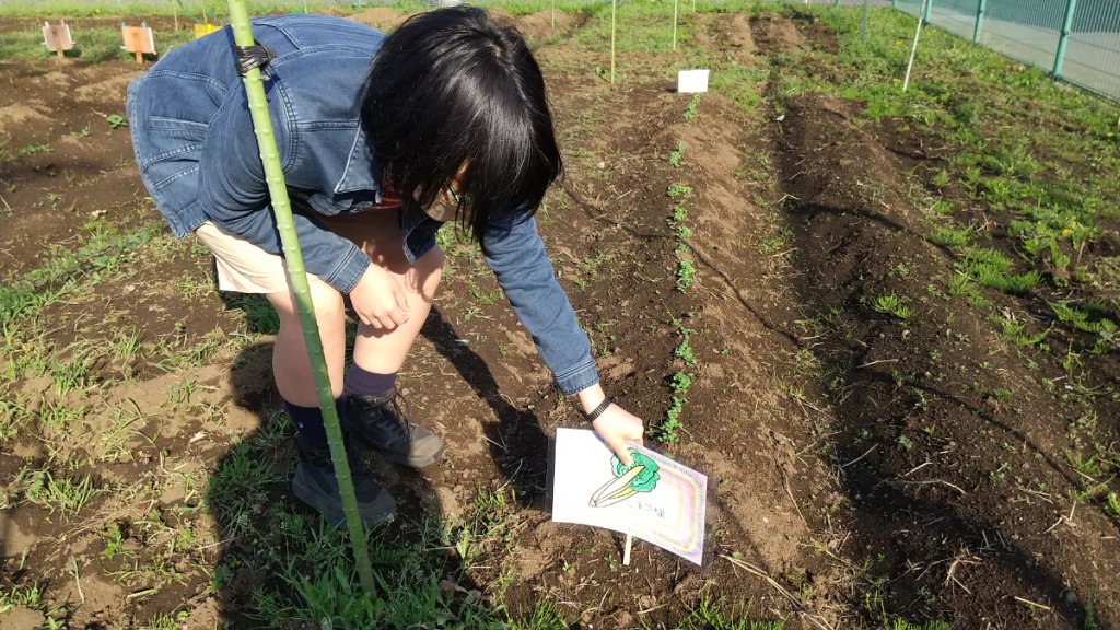 小松菜の札を立てる