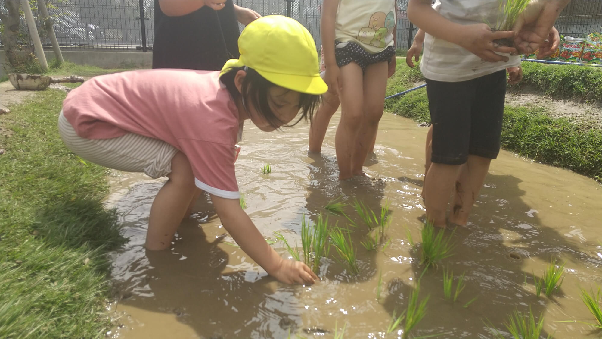 田んぼに苗を植える子どもたち
