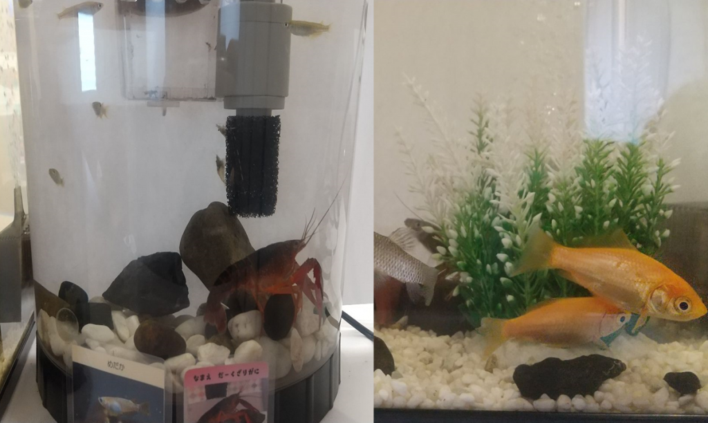 水槽の生き物たち
