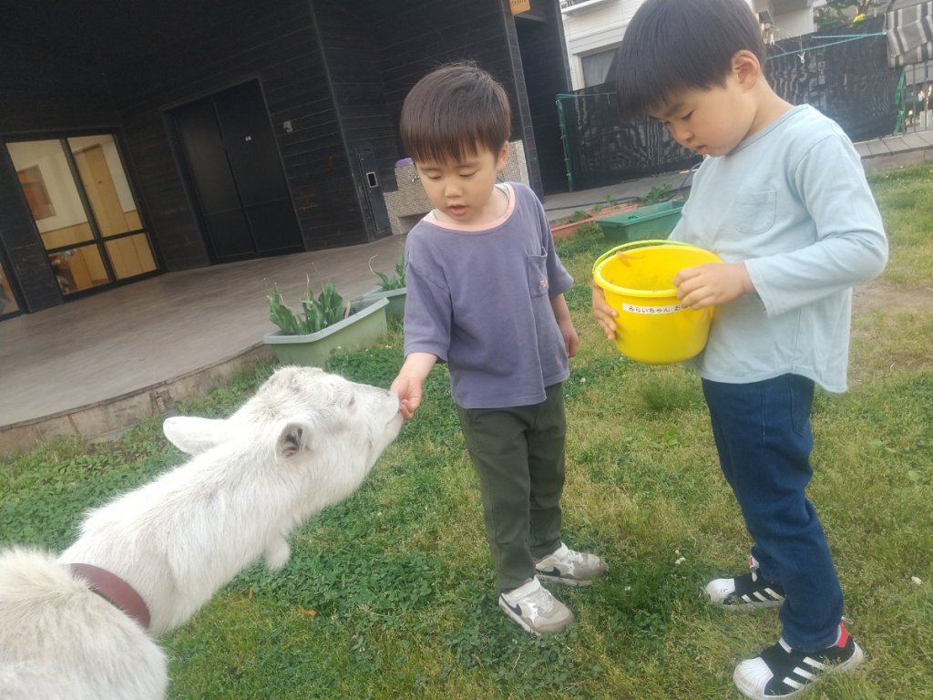 ヤギに餌やり
