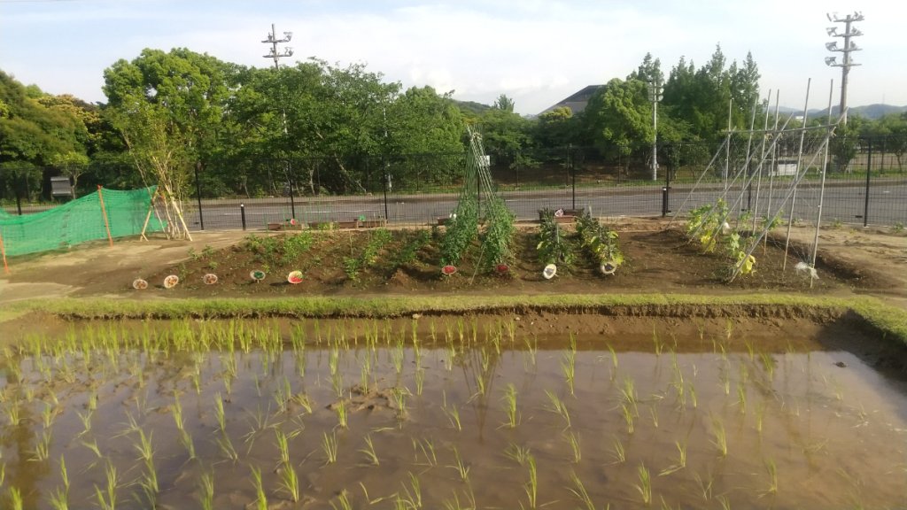 つむぎ内箕輪の畑