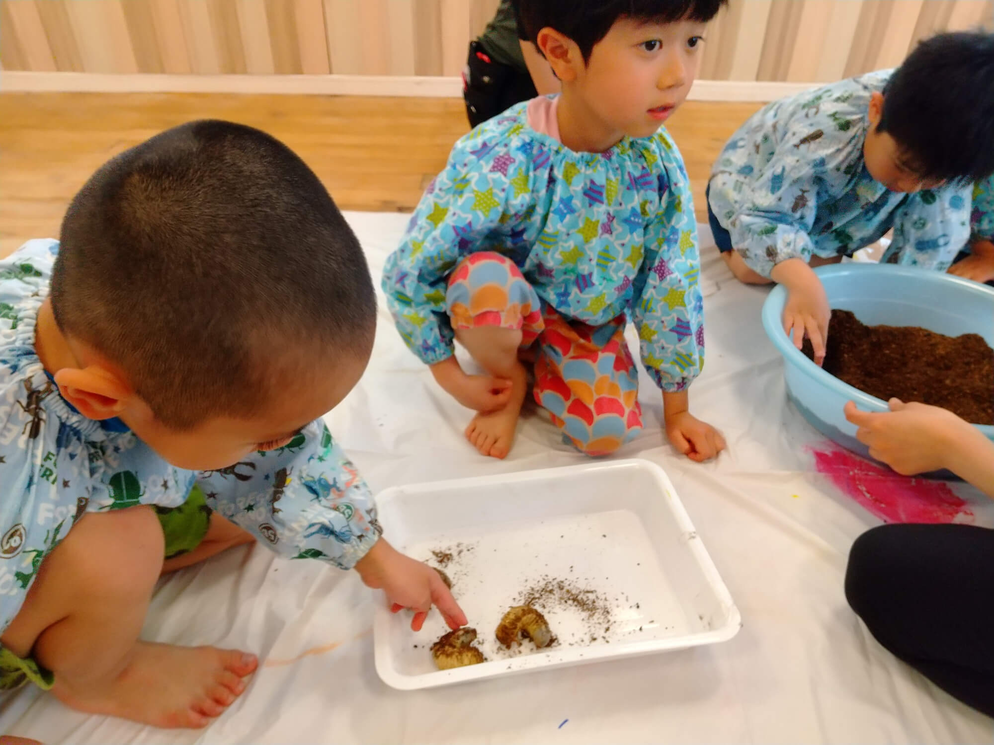 カブトムシのさなぎに触れてみる子どもたち