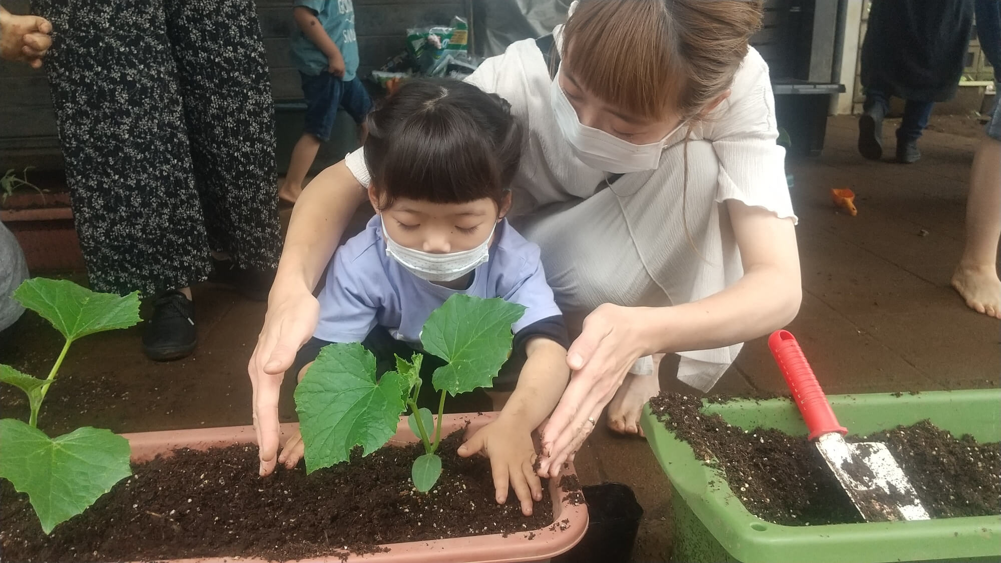 夏野菜の苗を植える様子