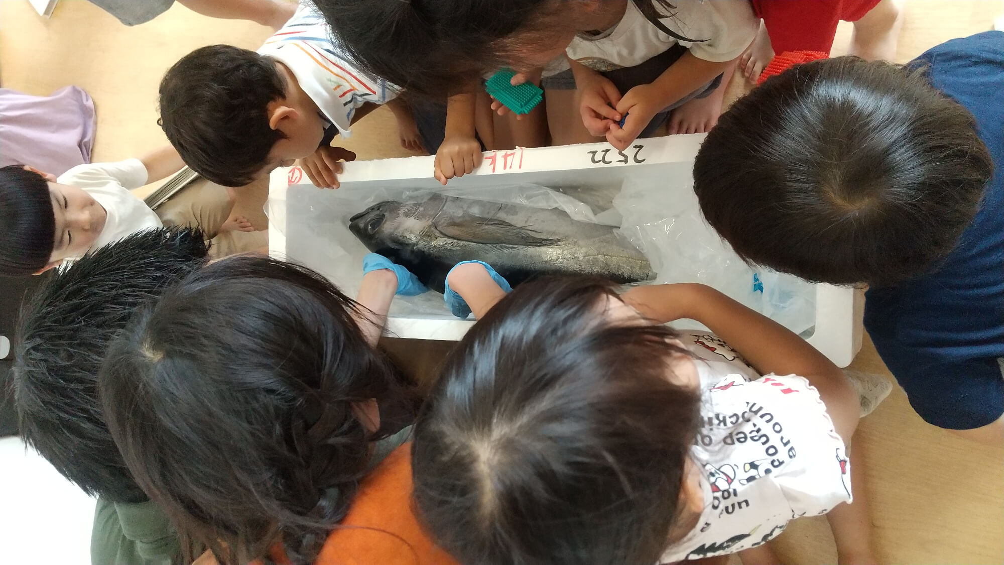 届いた魚を見つめる子どもたち
