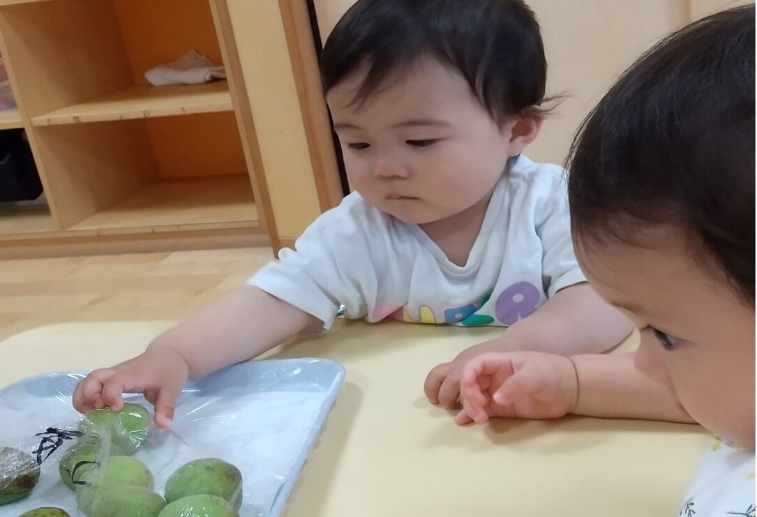 梅の実に触れる子ども