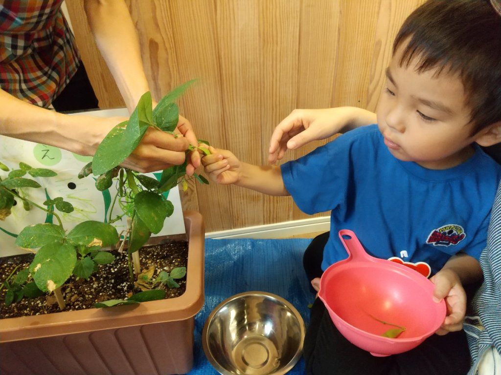 野菜を収穫