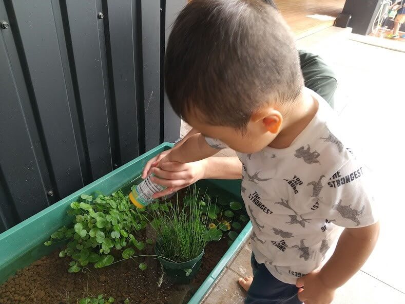 メダカにエサをあげる子ども