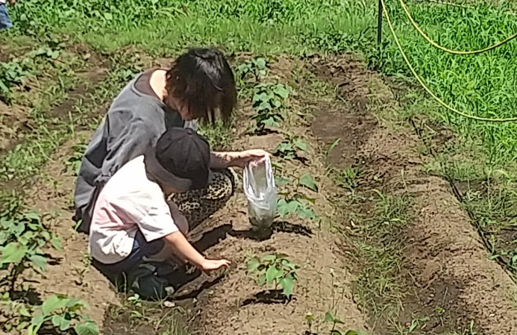 親子で畑仕事