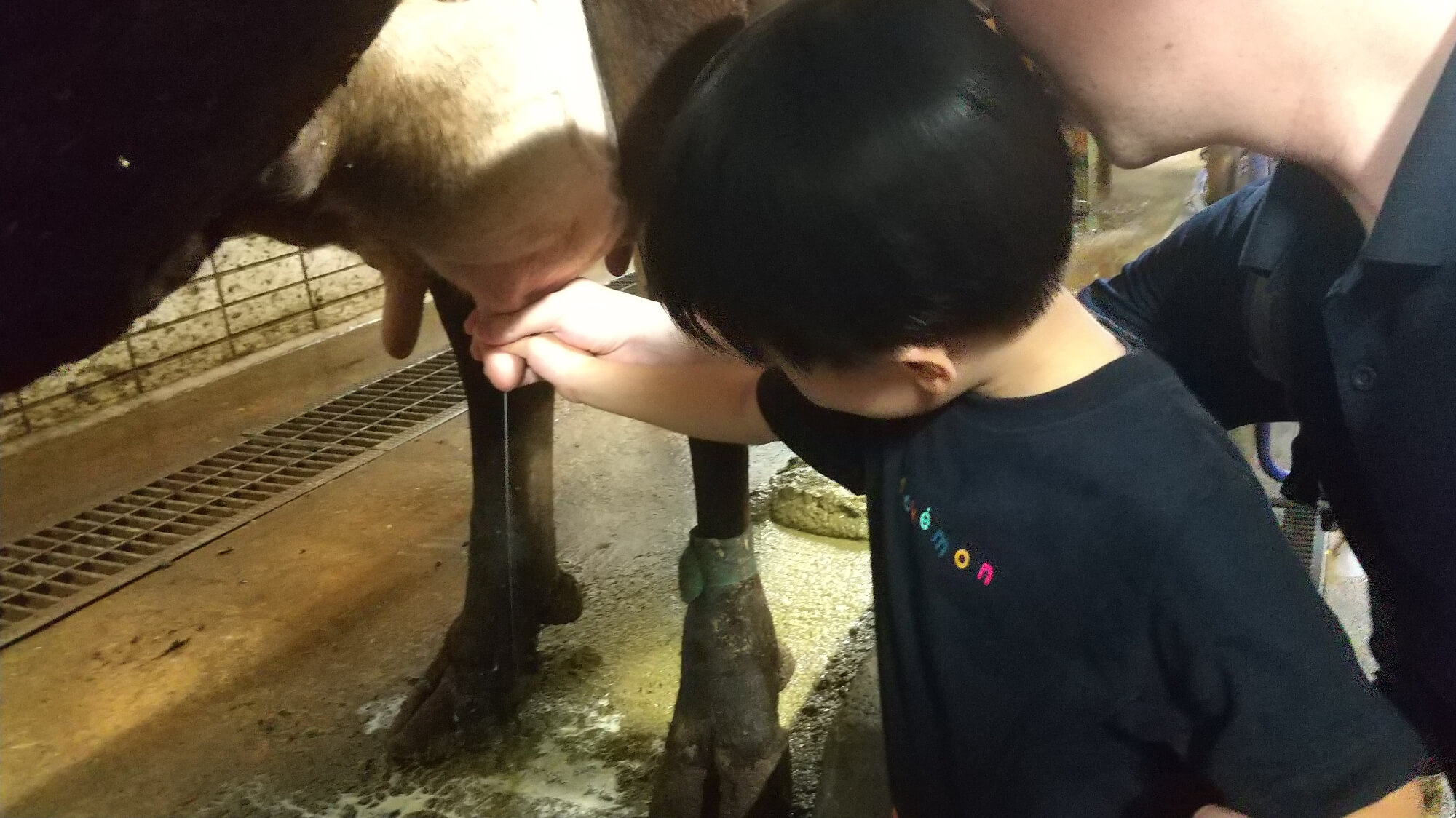 乳しぼりをする子ども