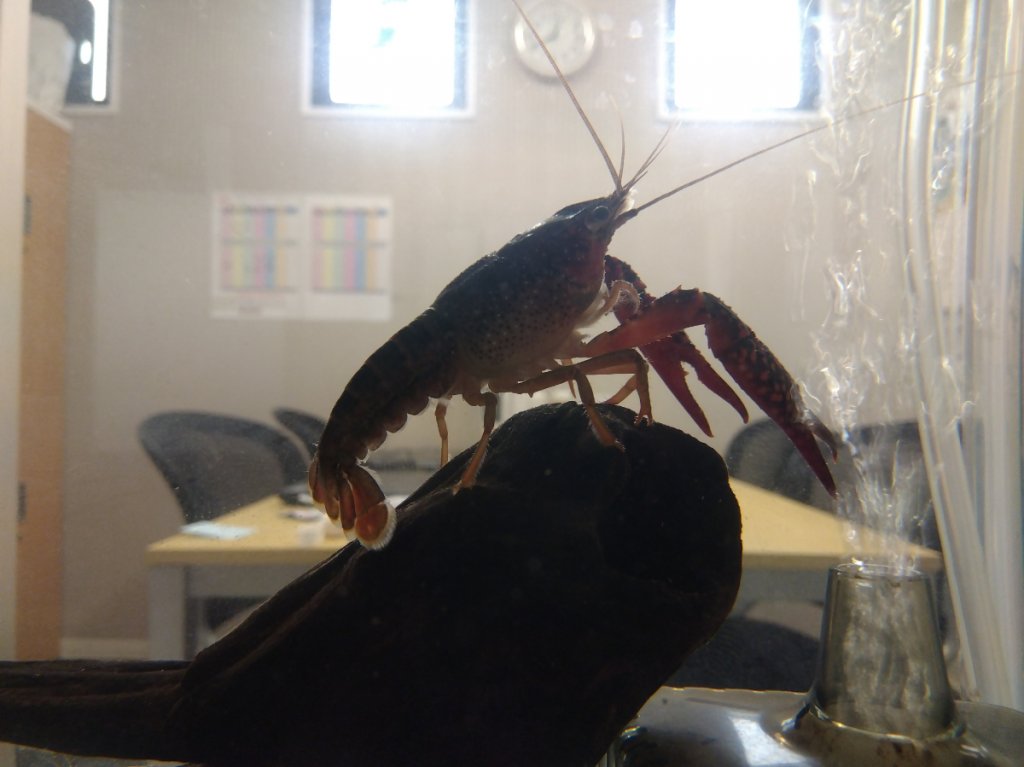 アメリカザリガニの水槽