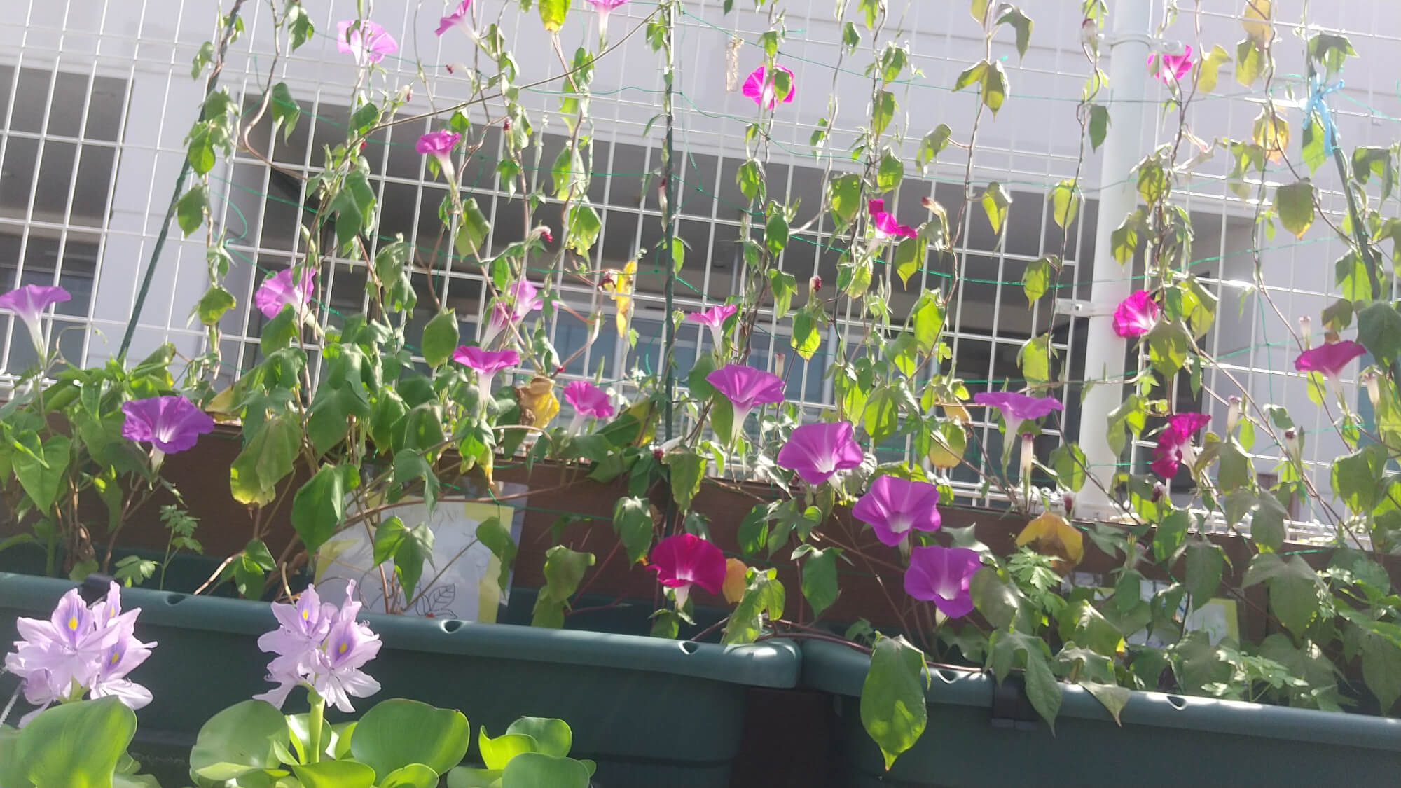 朝顔