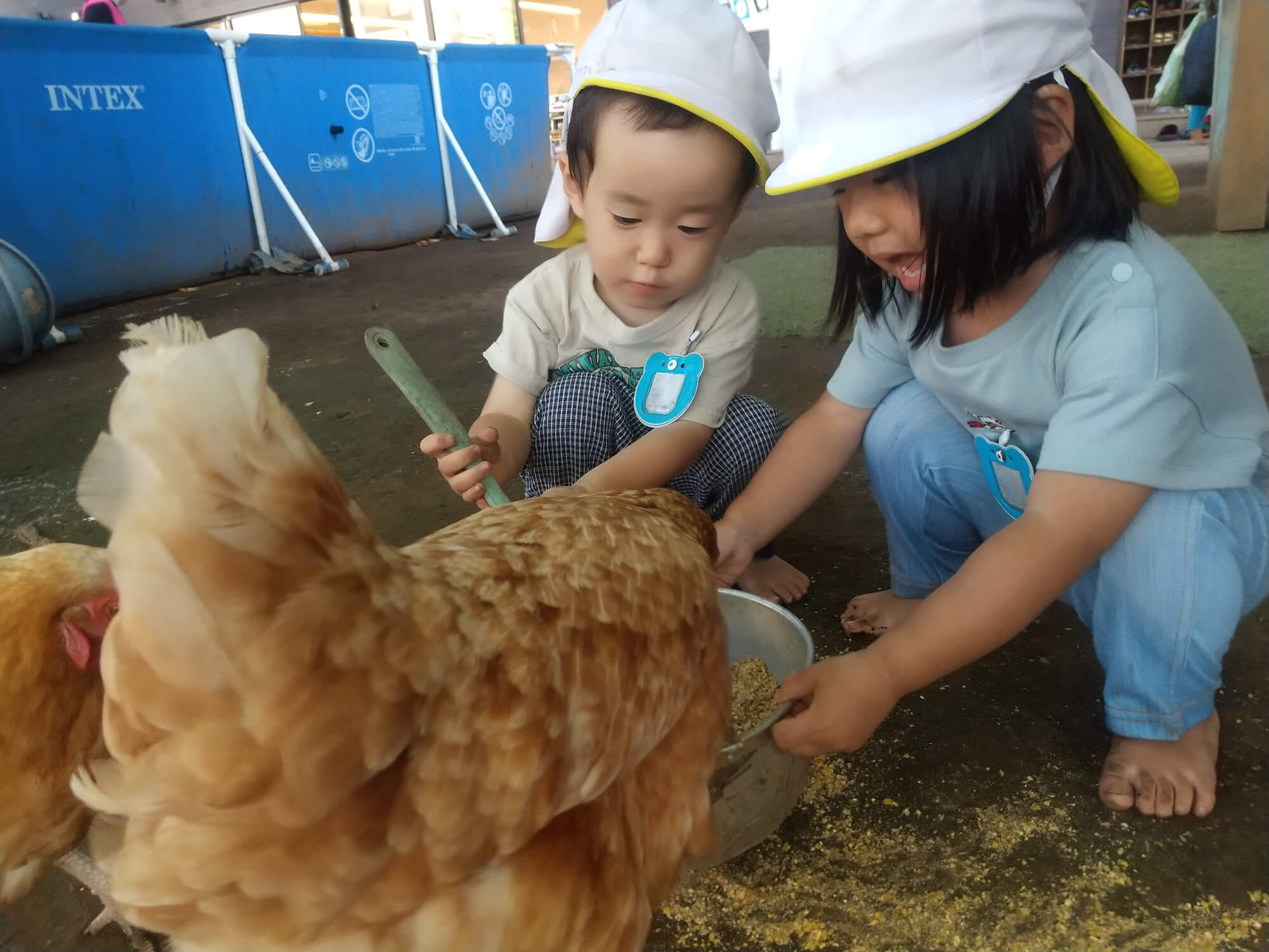 ニワトリに餌やりをする子どもたち