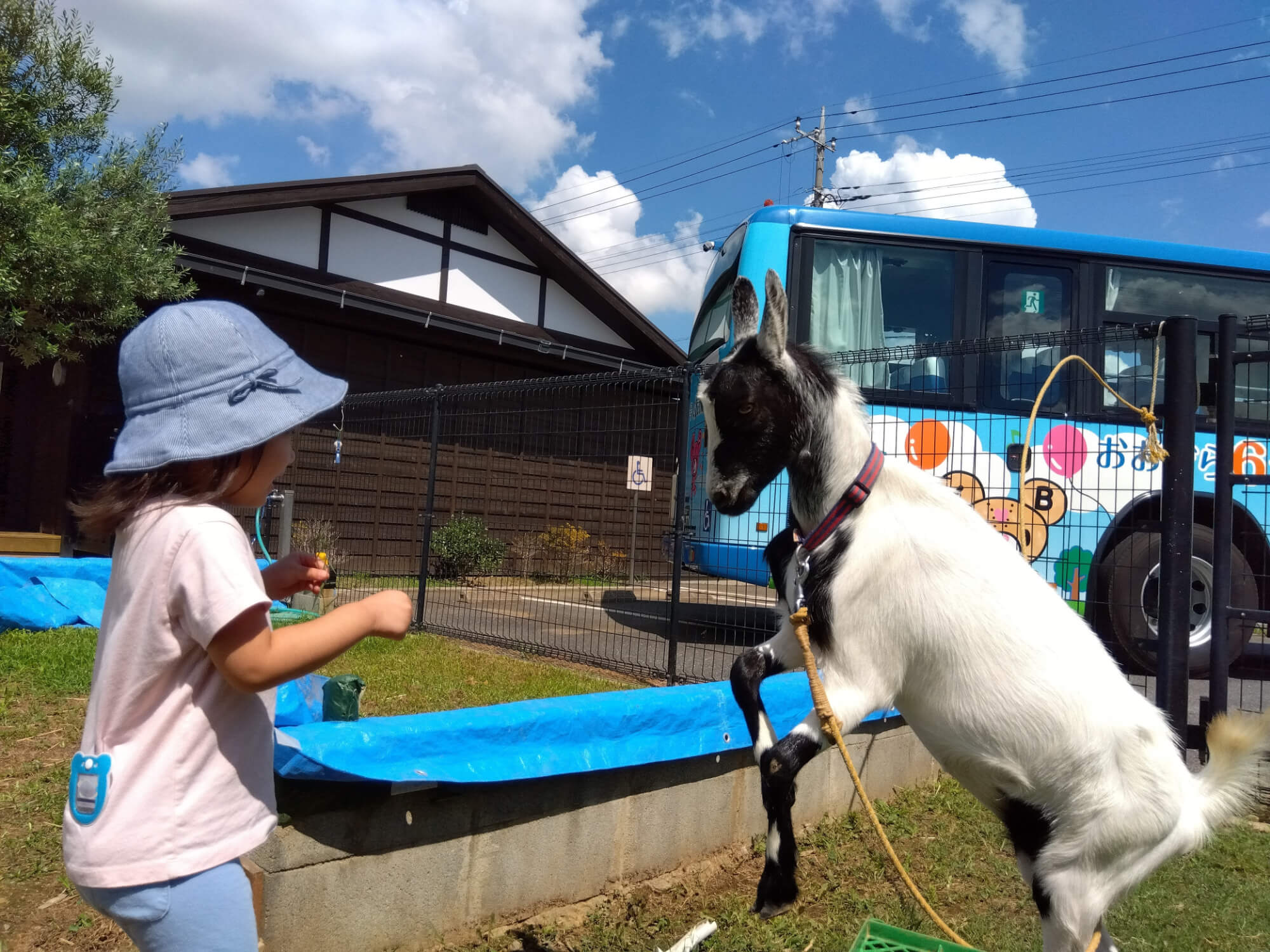ヤギと対面する子ども