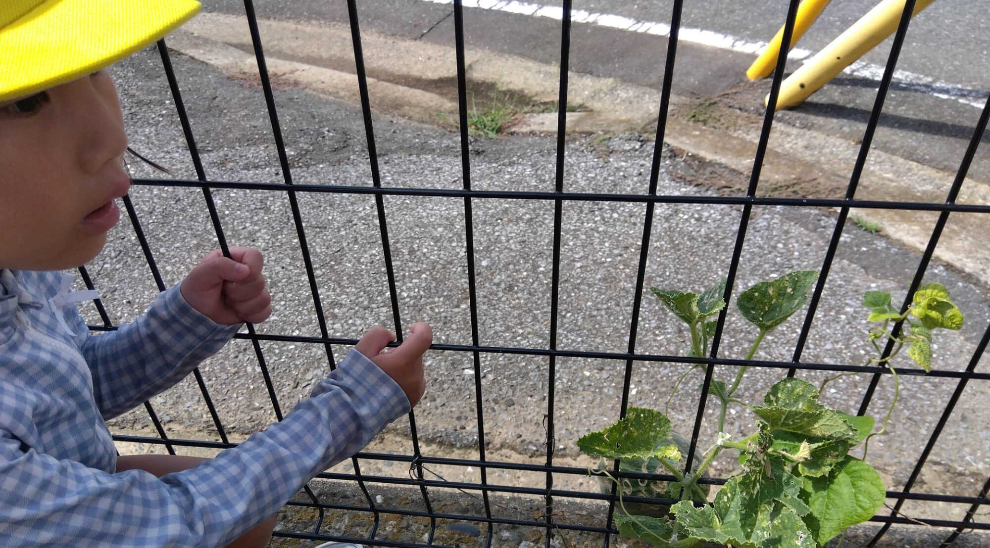 瓜を見る子ども