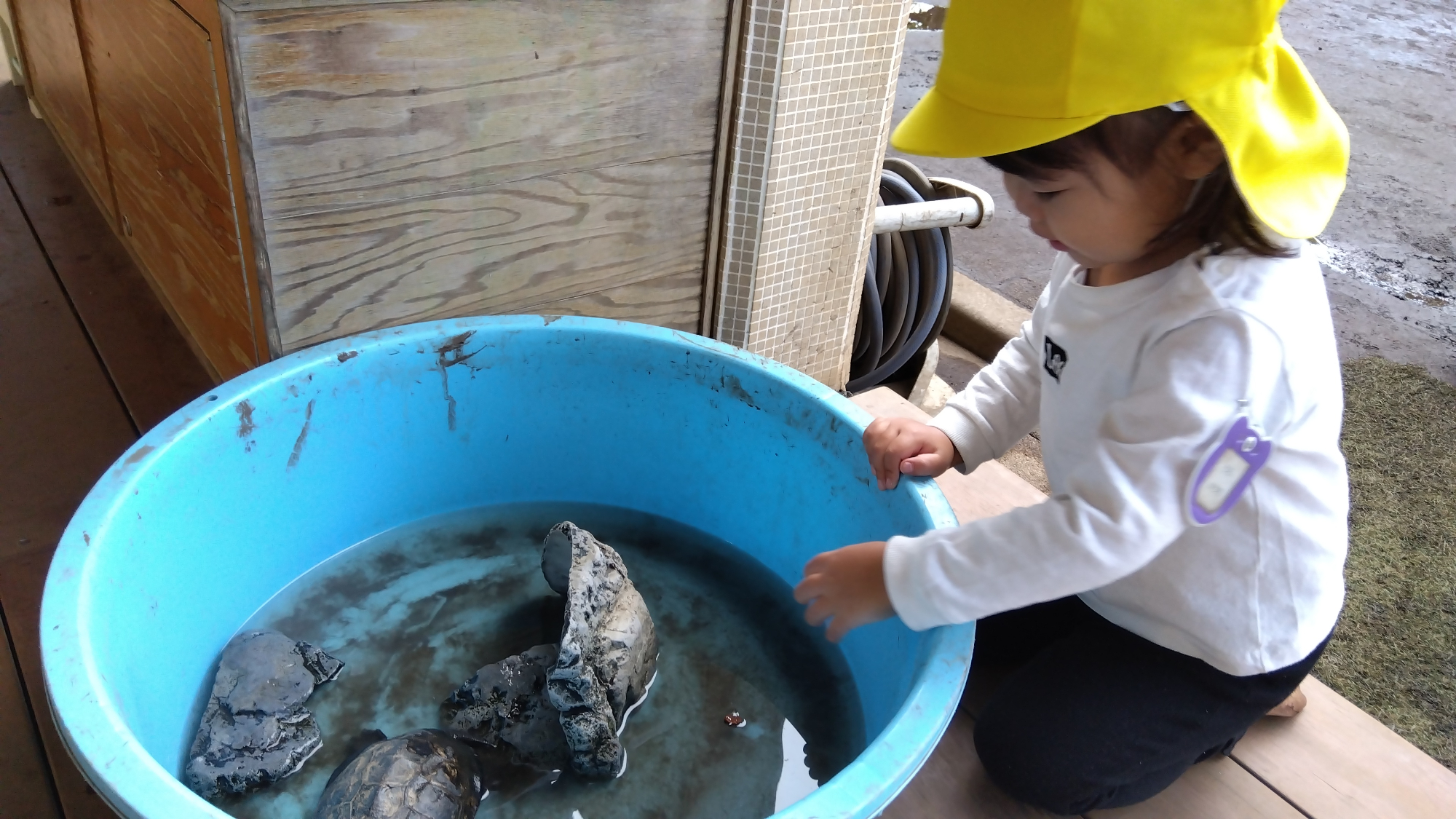 水槽に栗を入れる子ども