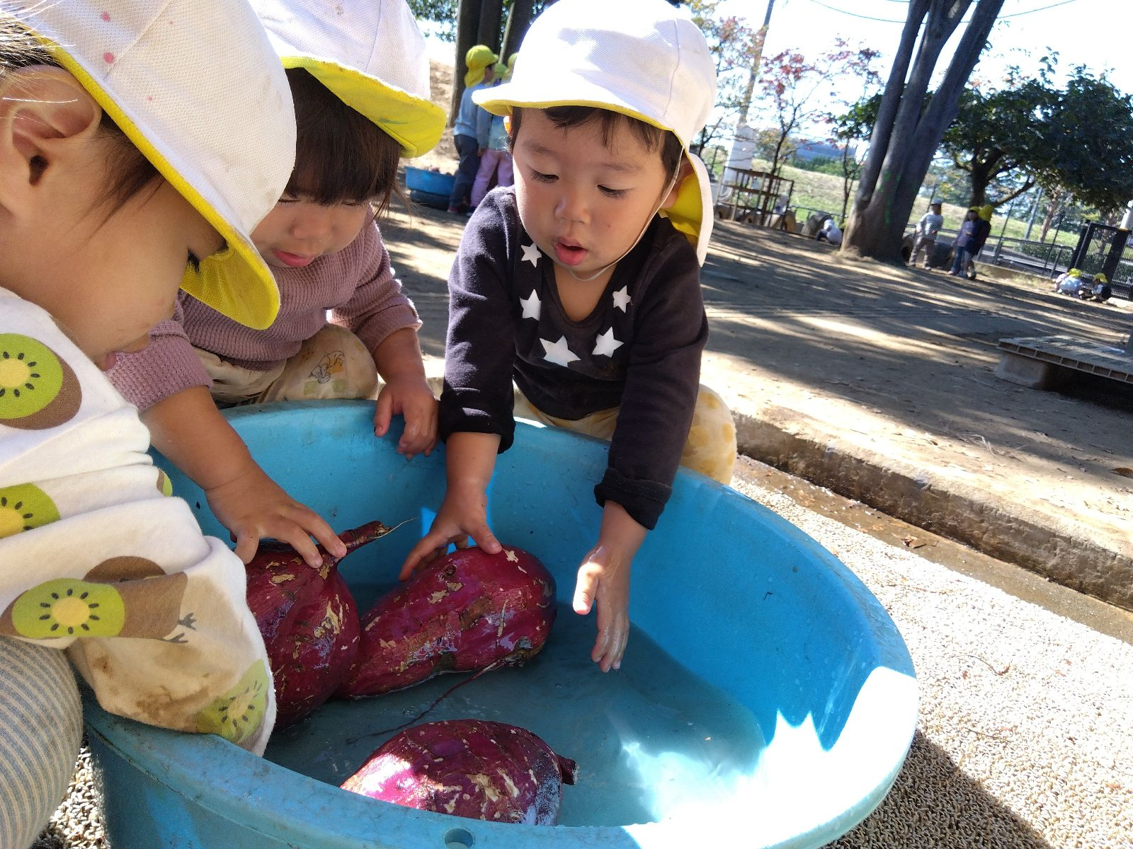 さつま芋を洗う子どもたち
