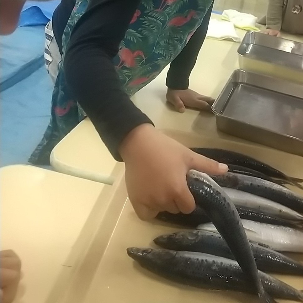 イワシを手に取る子ども