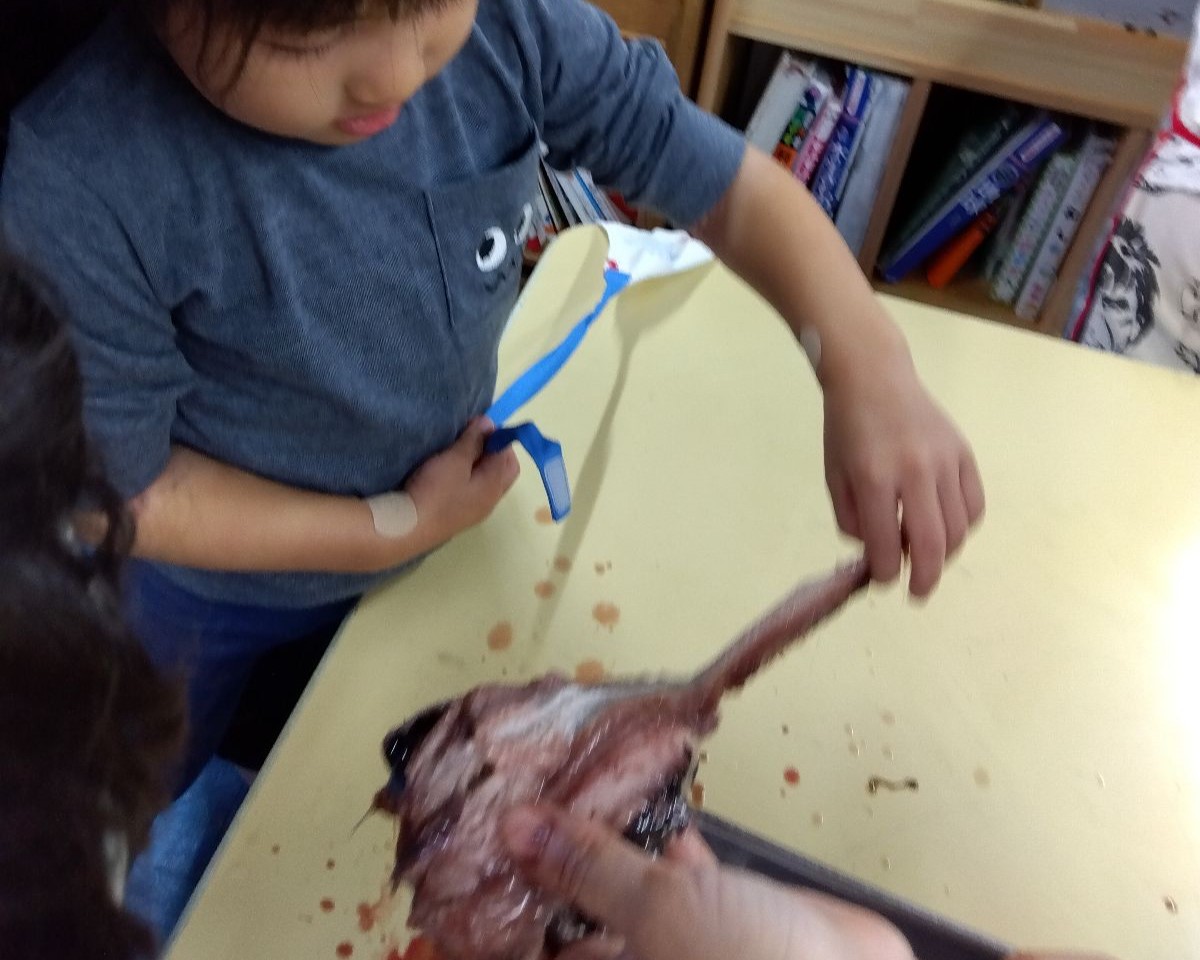 イワシの中骨を取る子ども