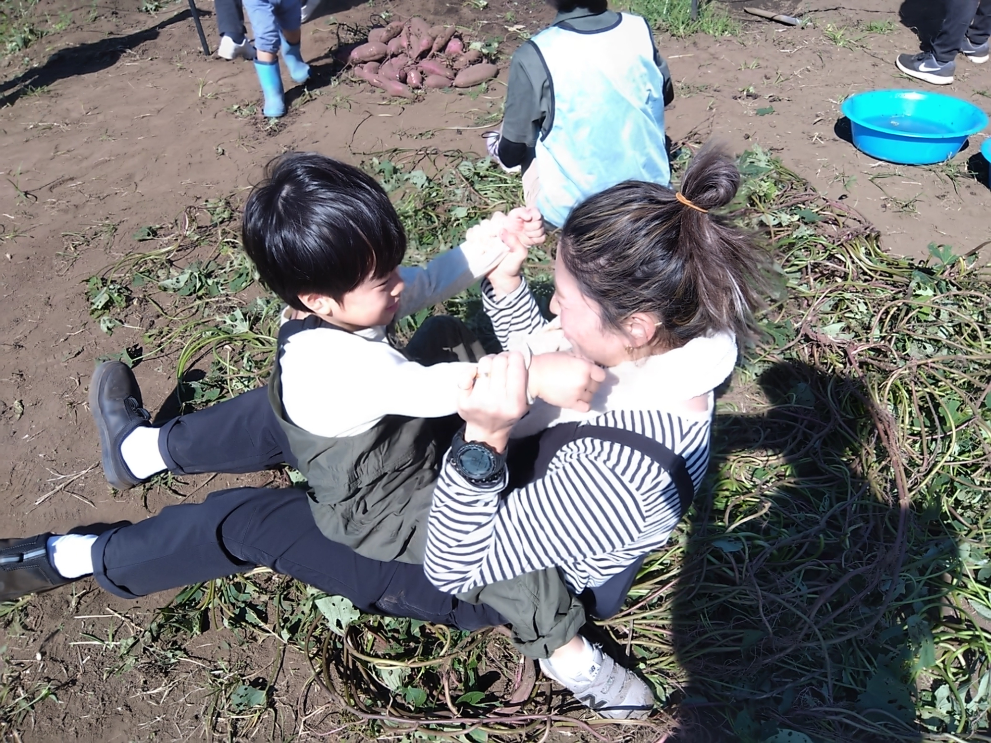 お芋の茎の上で遊ぶ子どもと保護者
