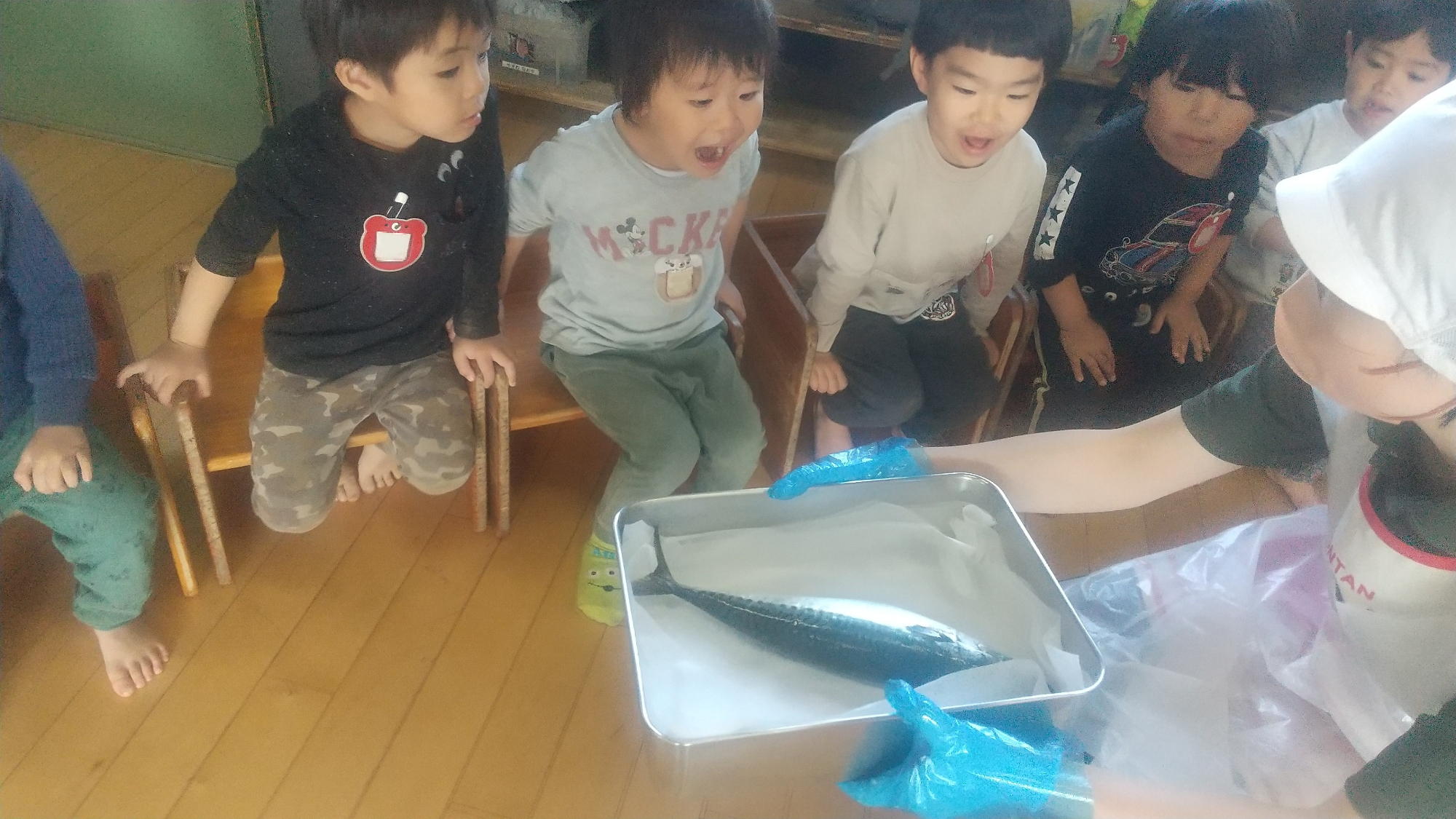 サバを観察する子どもたち