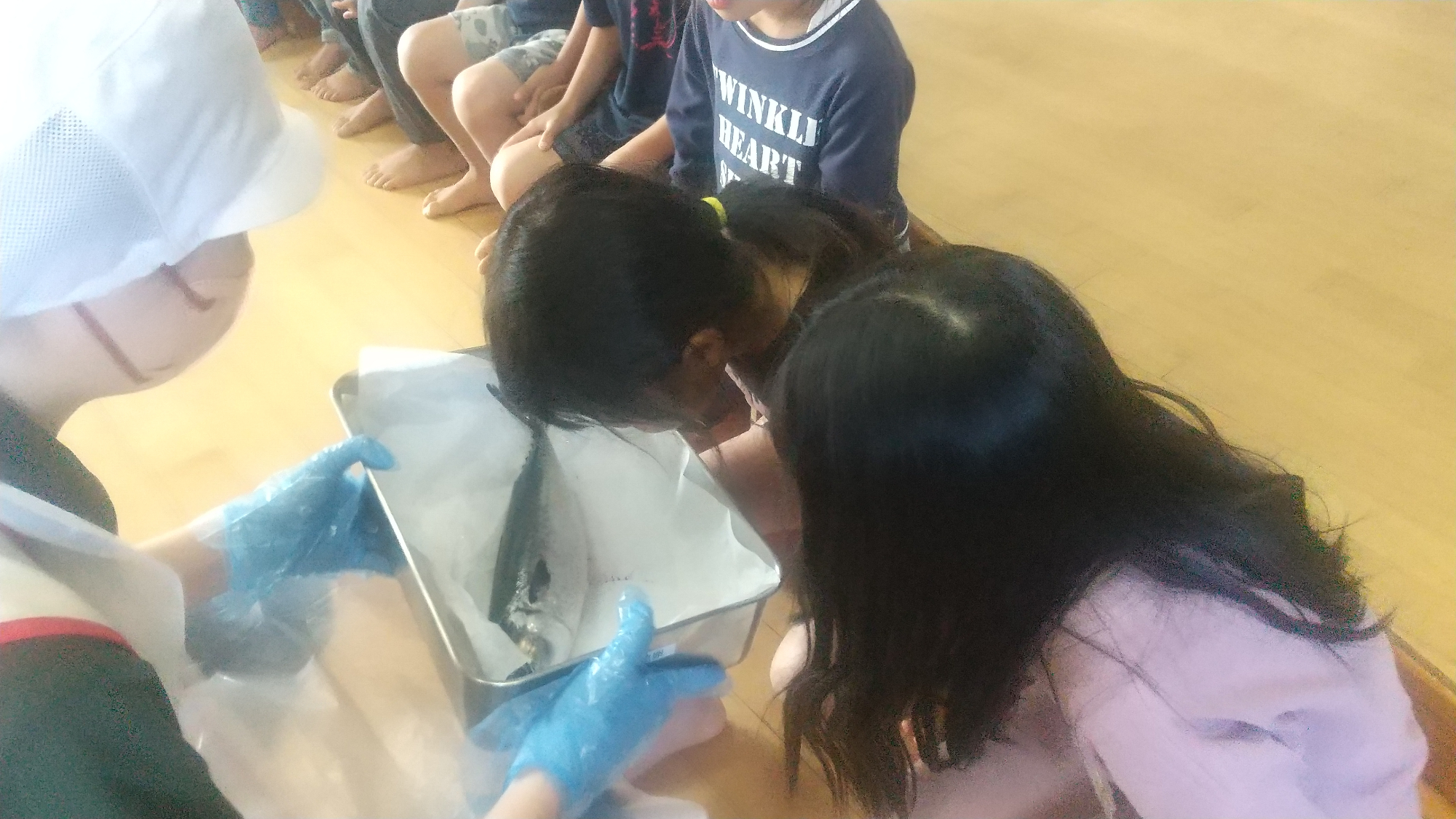 サバを覗き込む子ども