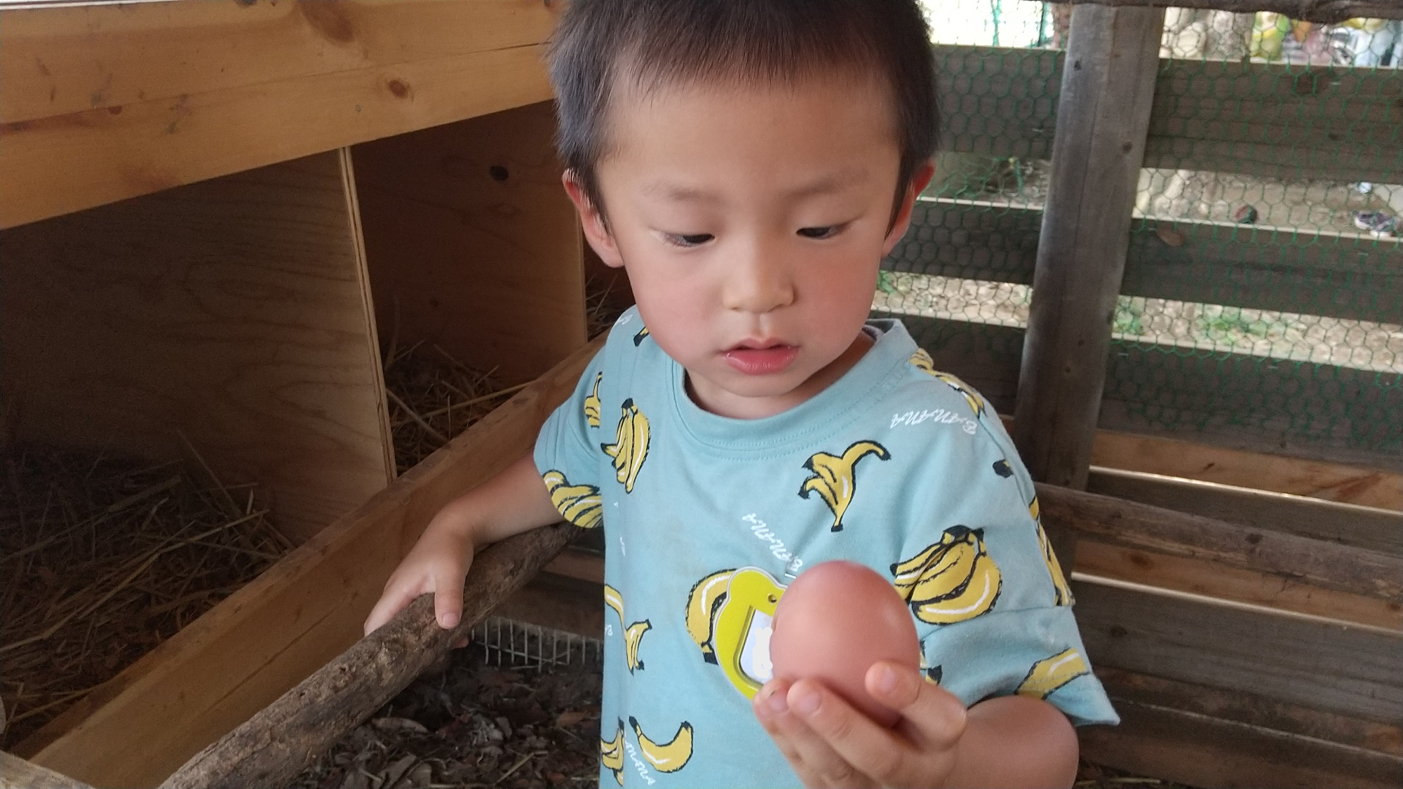 卵をじっと見る子ども