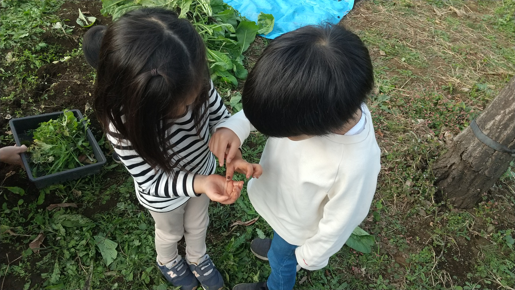 テントウムシに触ろうとする子ども