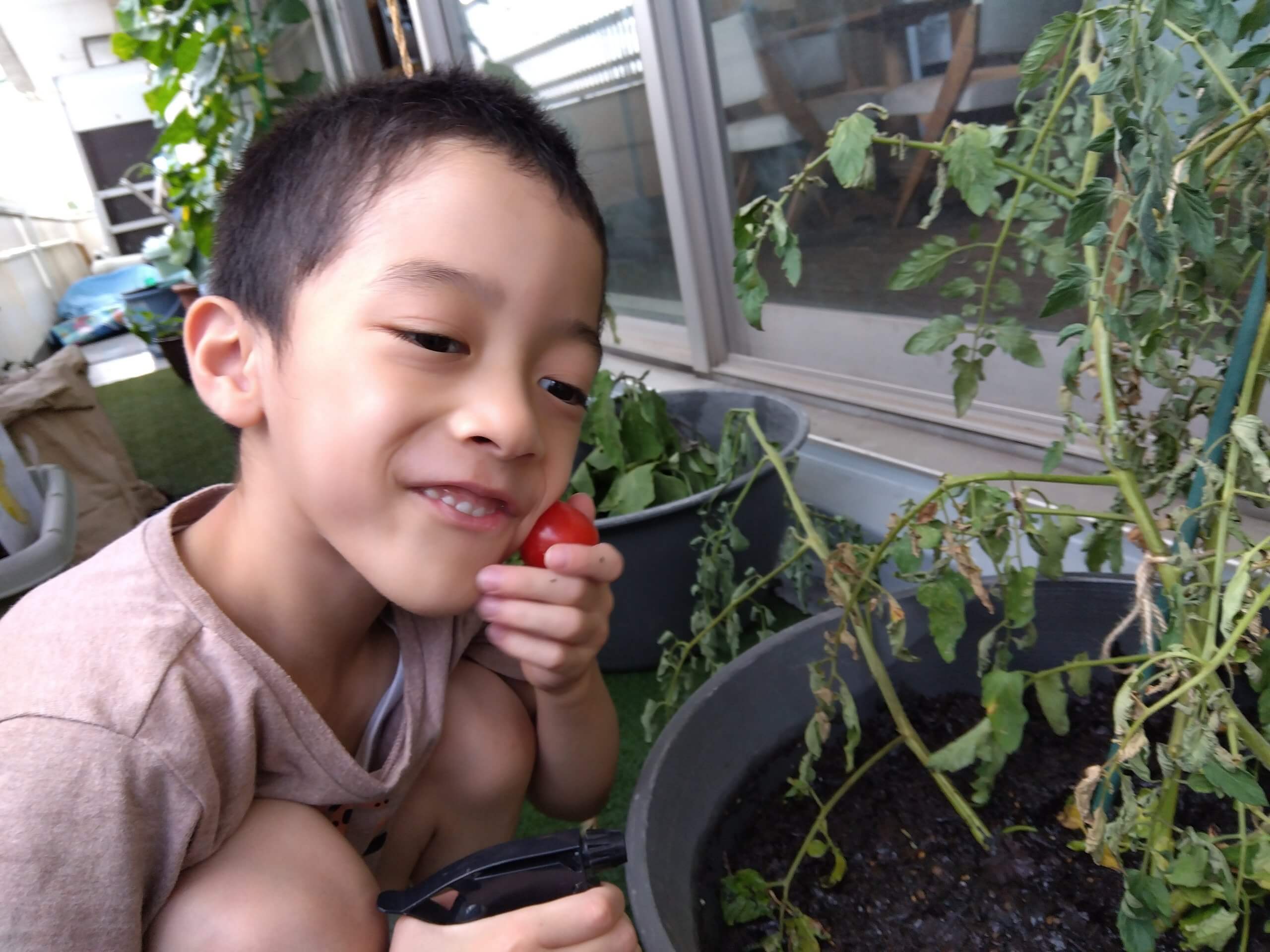 トマトに触れる子ども