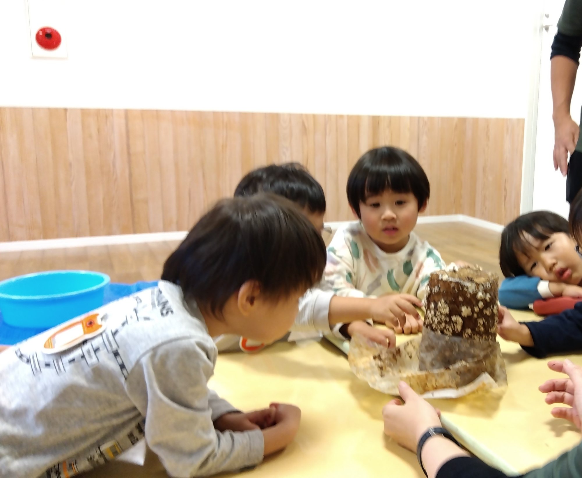 苗床に触れる子ども