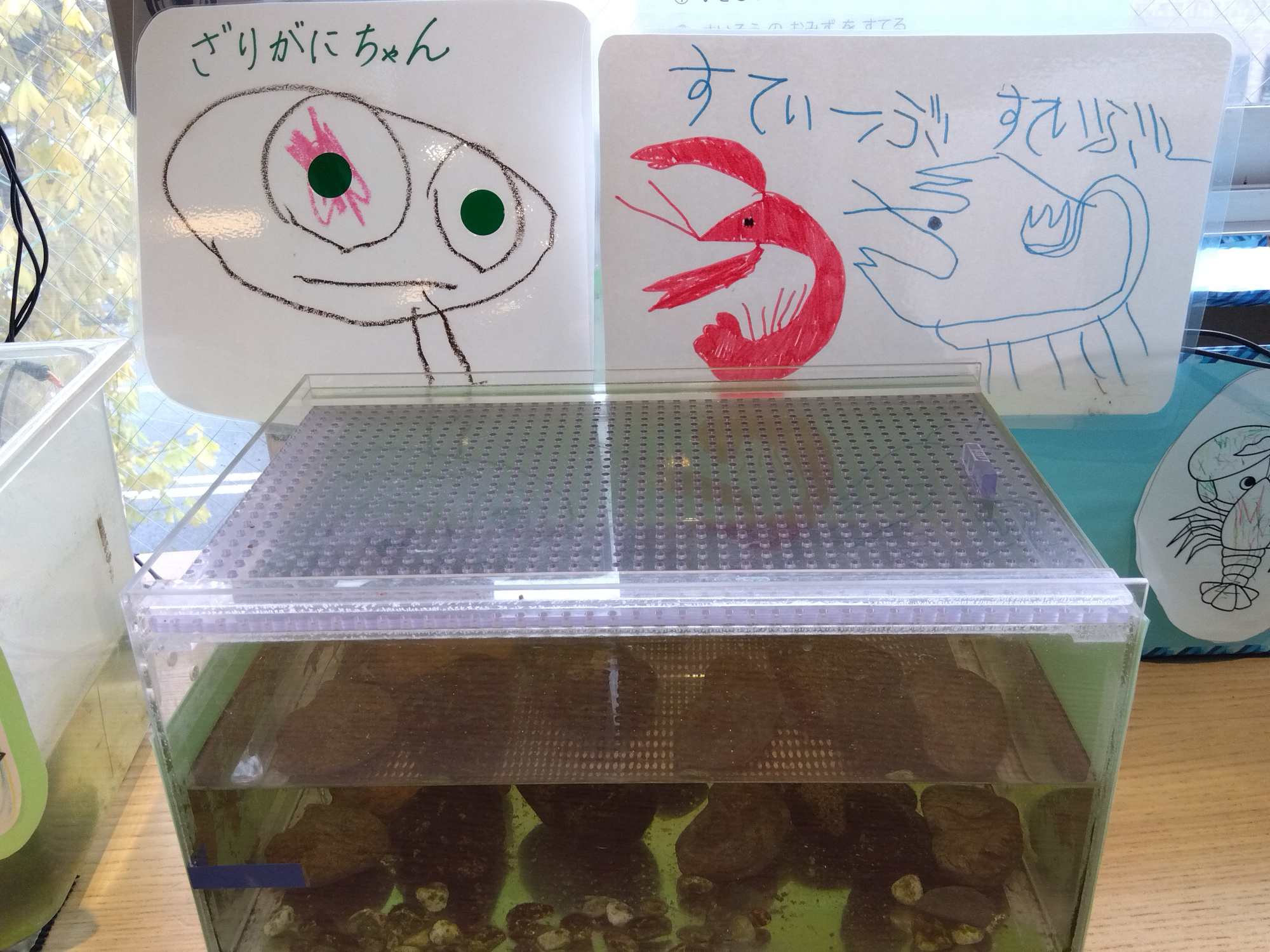 水槽と子どもたちが書いたザリガニの名前