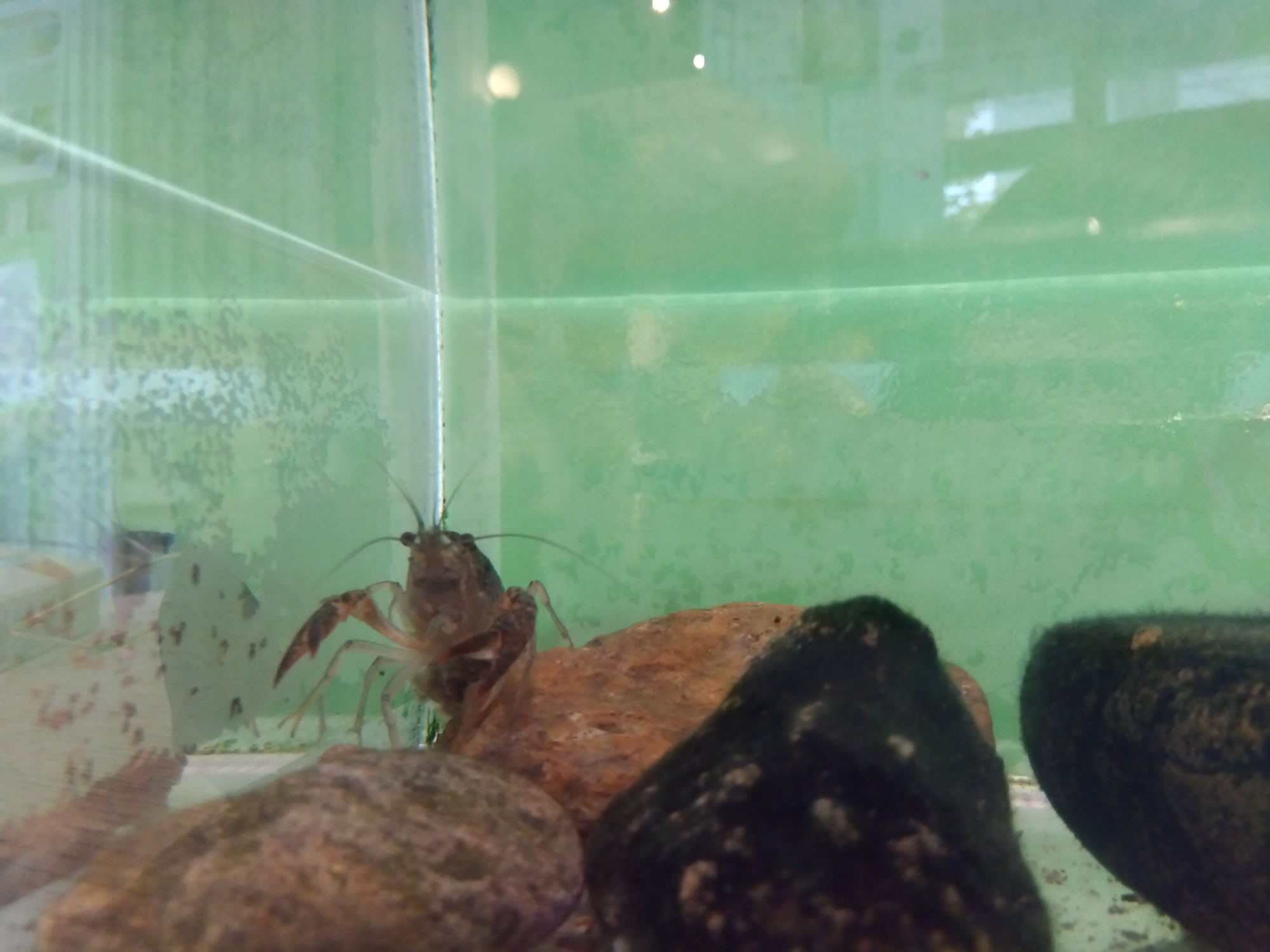 水槽の中のザリガニ