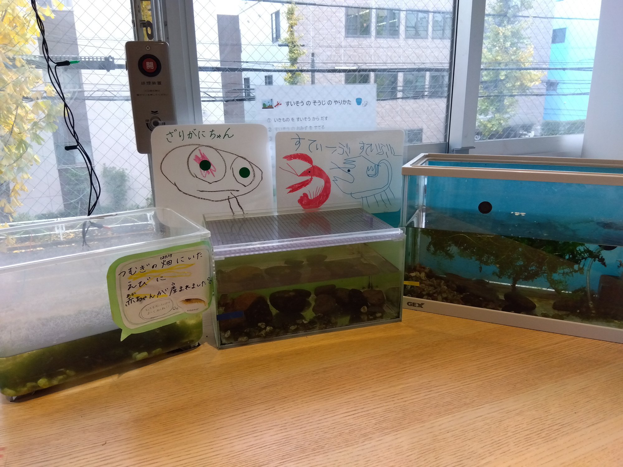 窓辺に置かれている水槽